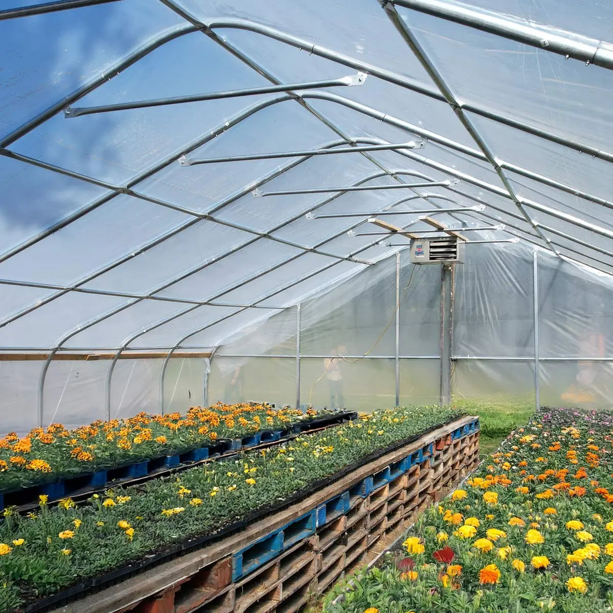 30' x 50' Commercial Tunnel Greenhouse with 6 Mil Clear Poly Covers and Roll-Up Sides TMG-GH3050-V2 (Previously GH3050)